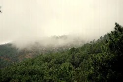 Nebel auf der Spitze des Monte nº 10, Sierra de Gredos, Ávila, mit Kiefern.