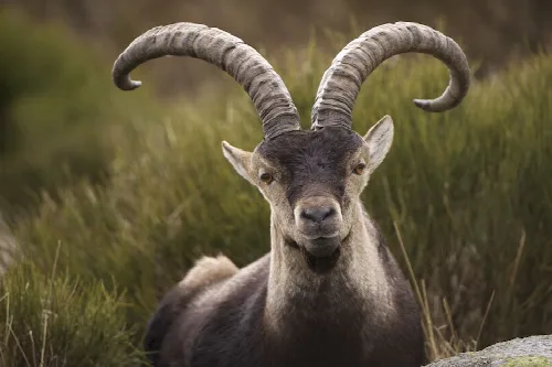 Gredos-Bock mit gekrümmten Hörnern und aufmerksamem Gesicht.