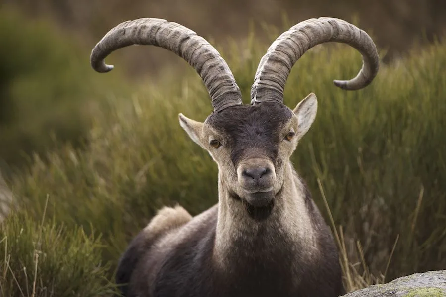 Gredos-Bock mit gekrümmten Hörnern und aufmerksamem Gesicht.