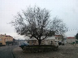 Árbol grande en el centro de la Plaza del Olmo, en Valdepeñas de la Sierra.