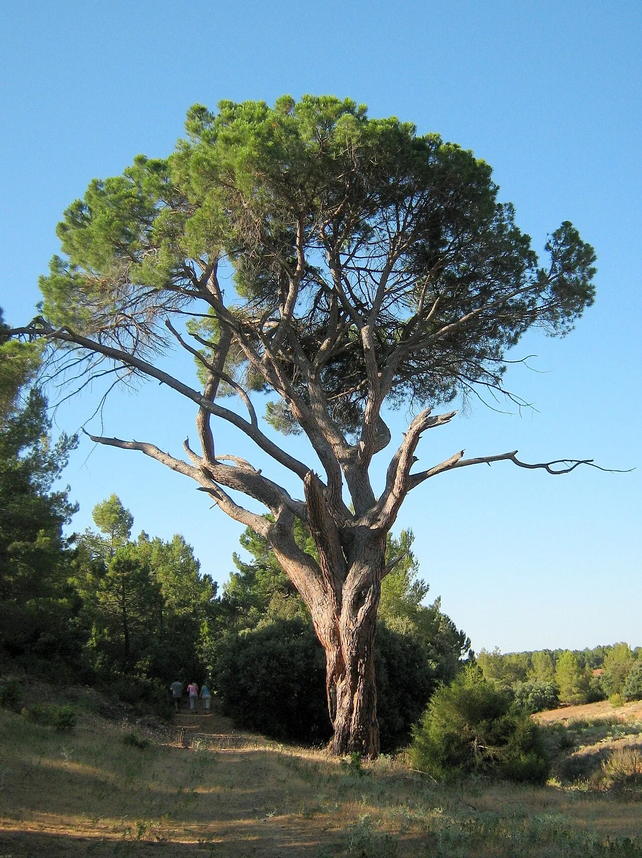 Großer Baum mit dickem Stamm und ausladenden Ästen in Alcadozo.
