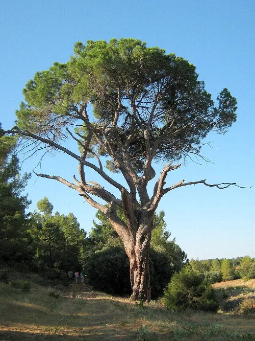 Árbol grande con tronco grueso y ramas extendidas en Alcadozo.