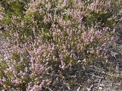 Urces shrubbery with small pink flowers in Riello, León.