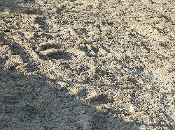 Rock surface with embedded fossils at Cañada Paris II, Alpuente.