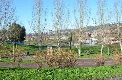 Leafless trees and green areas in Bizkotxalde Park, Basauri.