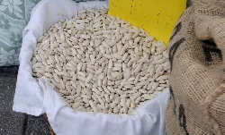 White beans in a sack in Pravia, Asturias.