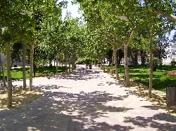 Baumgesäumter Weg im Parque de la Constitución in Las Torres de Cotillas.