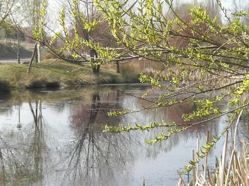 Pond with water and green branches in the recreational park of Marugán