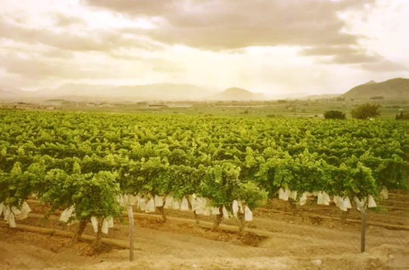 Vineyards with rows of grapevines in Monforte del Cid, Alicante.