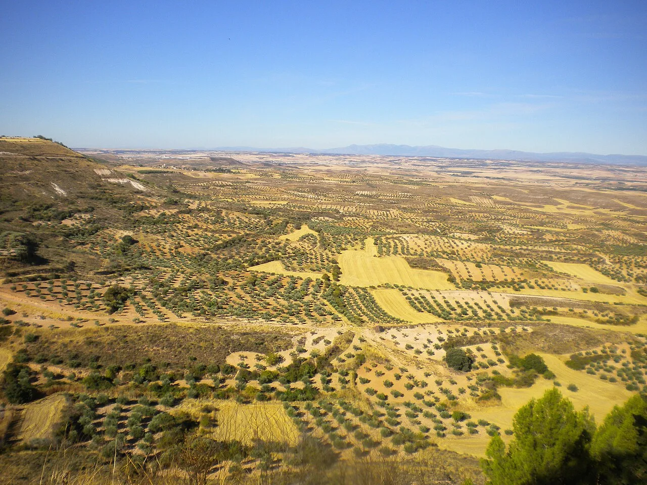 Panoramablick auf Felder und Olivenhaine in La Alcarria von Trijueque.