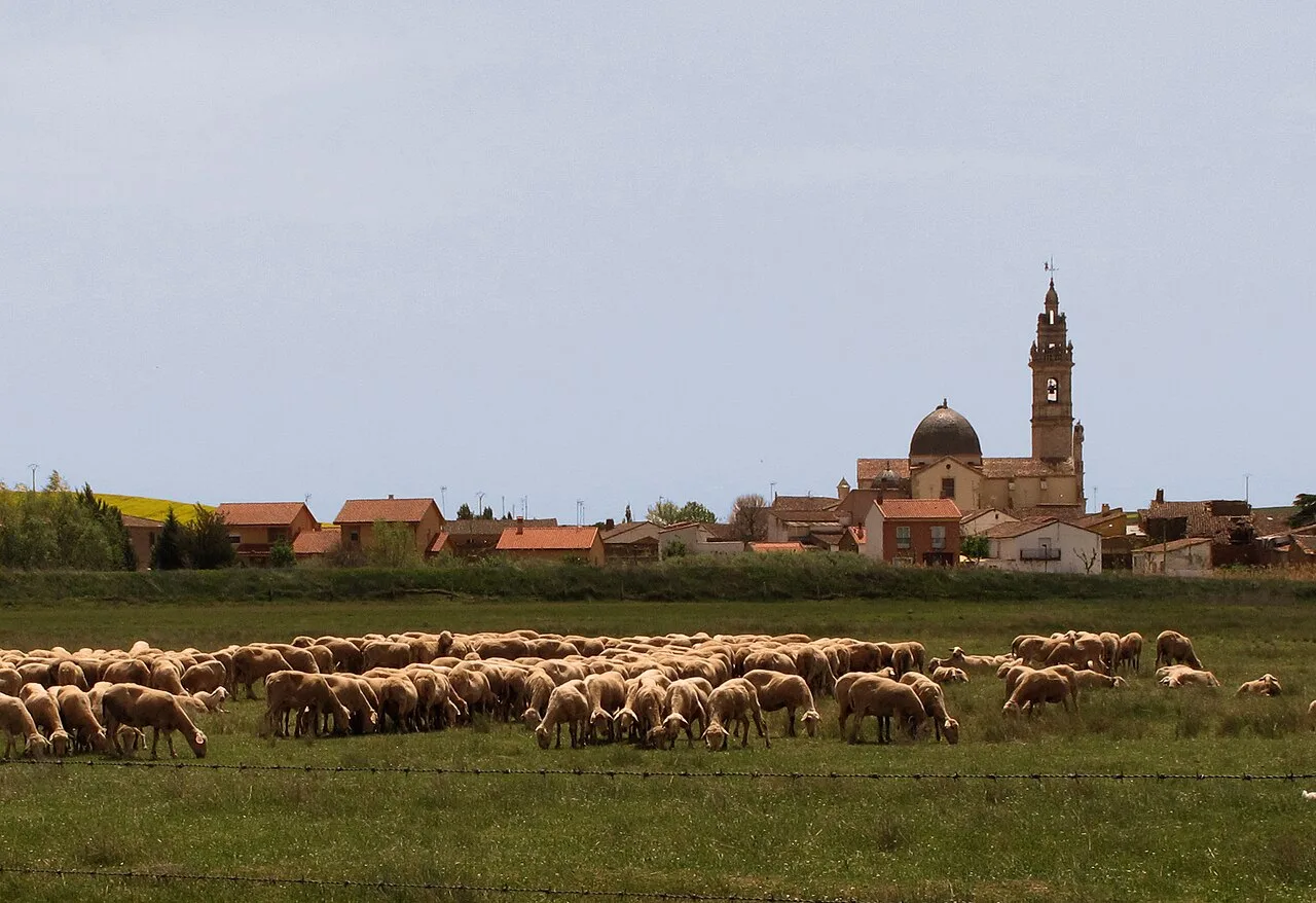 Flock of sheep in a field with the church of Molacillos in the background.