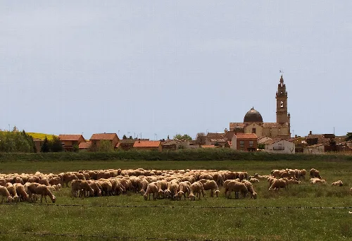 Schafherde auf einer Wiese mit der Kirche von Molacillos im Hintergrund.