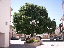 Großer Baum auf dem Platz von Torralba mit Laterne und Dekobandern.