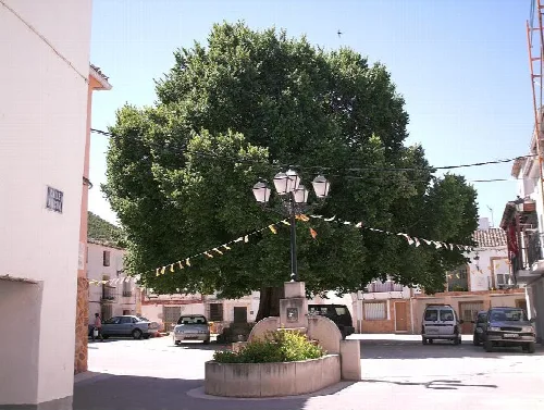 Großer Baum auf dem Platz von Torralba mit Laterne und Dekobandern.