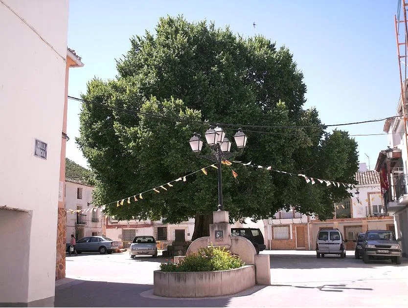 Großer Baum auf dem Platz von Torralba mit Laterne und Dekobandern.